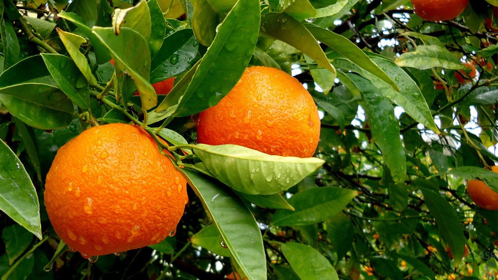 All the benefits of a juicy orange for the human body